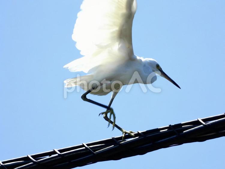 架線の上でバランスを崩すコサギ 鳥,野鳥,コサギの写真素材
