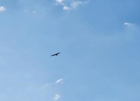 飛翔 飛翔 飛ぶ,鳥,飛翔の写真素材
