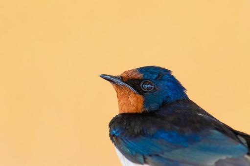 クローズアップされたツバメのポートレート ツバメ,鳥,野鳥の写真素材