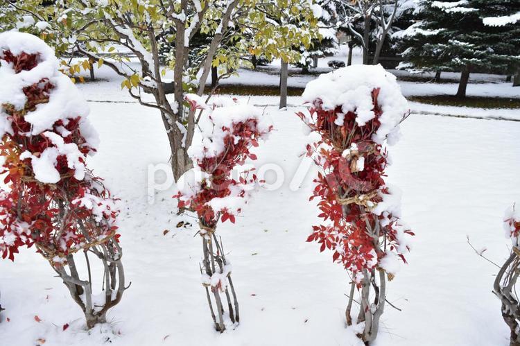 雪　植物　赤い　赤　葉　冬　冬支度　枝 雪,植物,赤いの写真素材