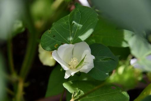 綿の花にとまるショウリョウバッタ 花,綿,ワタの写真素材