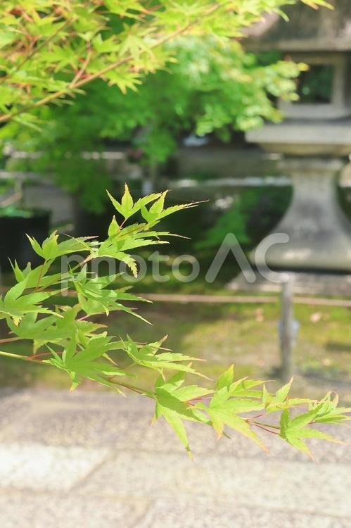 青もみじと灯籠 青もみじ,もみじ,灯籠の写真素材