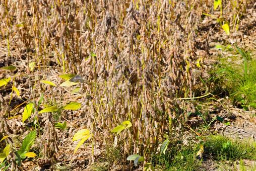 大豆畑 大豆畑,畑,大豆の写真素材