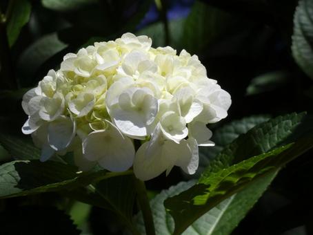 アジサイの写真