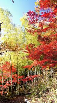 紅葉-1363 紅葉,モミジ,赤の写真素材