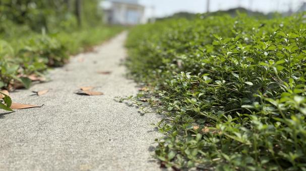 クラピアと小道 クラピアと小道 風景,自然,背景の写真素材