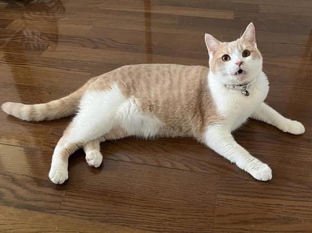 見上げる猫 見上げる猫 猫,ペット,可愛いの写真素材