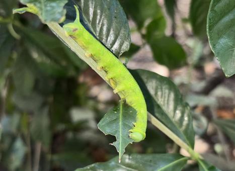 オオスカシバ 幼虫 葉を食べる オオスカシバ 幼虫 葉を食べるの写真