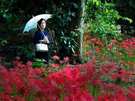 40:彼岸花を静かに眺める女性 40:彼岸花を静かに眺める女性の写真