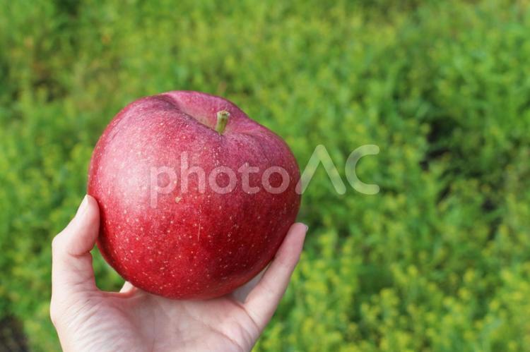 大紅栄という品種のりんごを手に持つ 林檎,りんご,大紅栄の写真素材