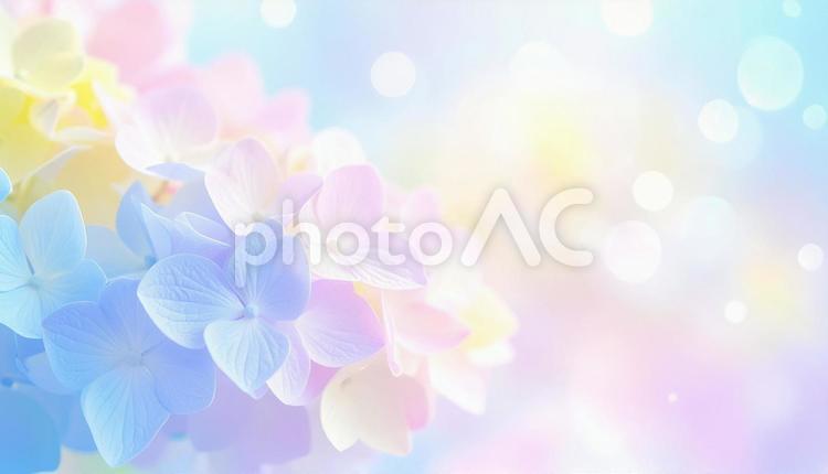 柔らかな光に包まれた、魅惑のアジサイ アジサイ,紫陽花,花の写真素材