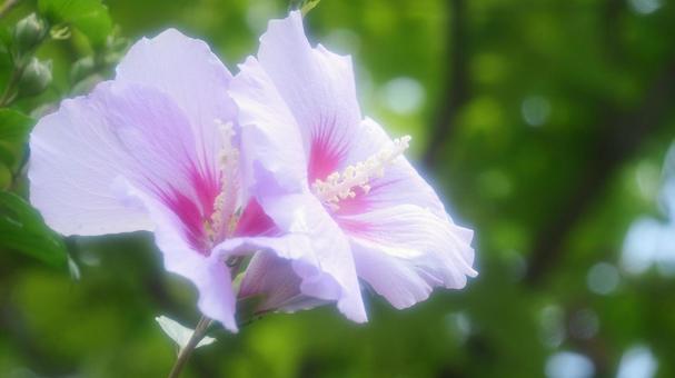 Pink Rose of Sharon, JPG Pink Rose of Sharon, JPG