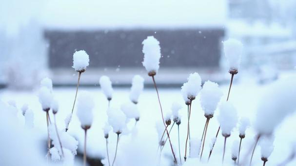 ふわふわの雪の帽子 枯れ花,冬,雪の写真素材