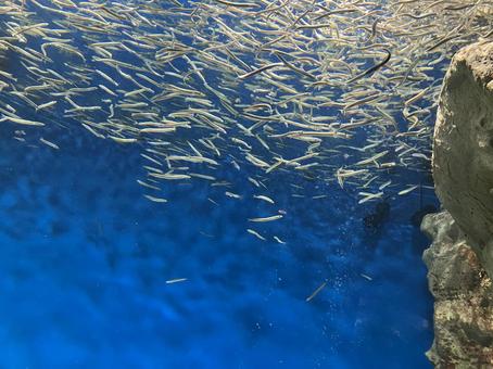 魚の群れ 魚の群れの写真