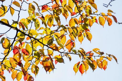 紅葉⑸ 紅葉⑸の写真