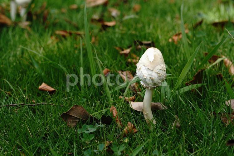 草原のきのこ 茸,きのこ,キノコの写真素材