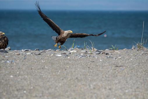 Photo, white-tailed eagle, birds, bird, 