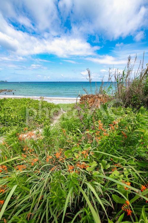 夏の海岸沿いの風景 自然,風景,空の写真素材