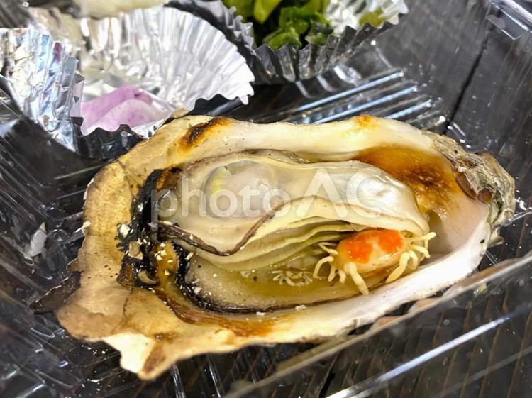 ピンノ　牡蠣に寄生する蟹 寄生蟹,ピンノ,牡蠣の写真素材