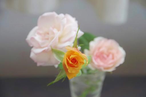 薔薇の花 ばらの花,花,バラの写真素材