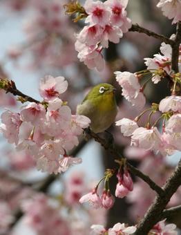 河津桜とメジロ 河津桜とメジロ カワヅサクラとメジロ,自然風景,壁紙の写真素材