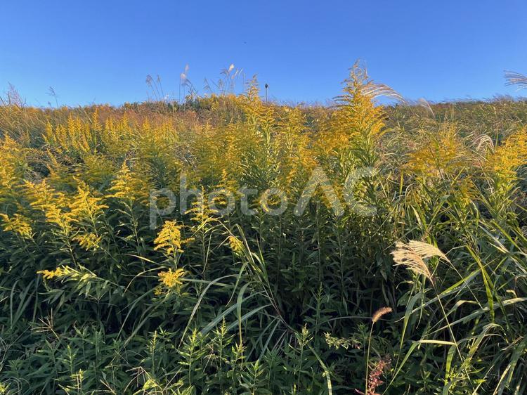 秋空と秋の草たち 秋,草,自然の写真素材