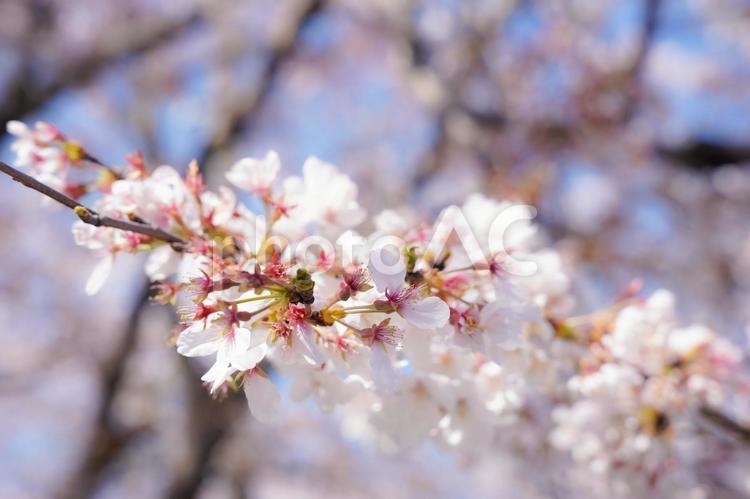 ソメイヨシノの花 ソメイヨシノ,桜,春の写真素材