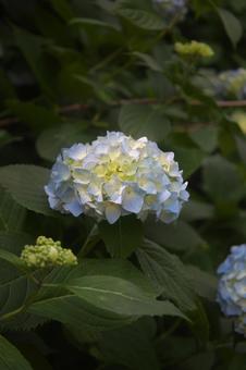 光当たる紫陽花 光当たる紫陽花 アジサイ,植物,花の写真素材