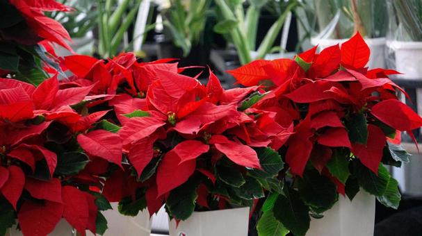 ポインセチア‐クリスマス ポインセチア,クリスマス,花の写真素材