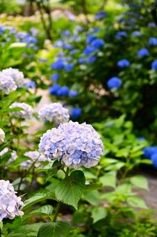 Hydrangeas blooming under the rainy season sky, JPG