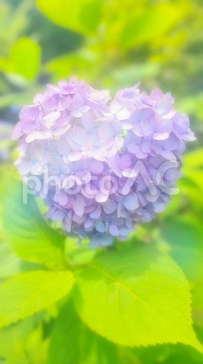 ハートのあじさい ハート,あじさい,紫陽花の写真素材