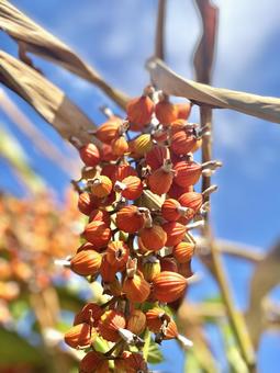 沖縄　月桃の種子　その2の写真