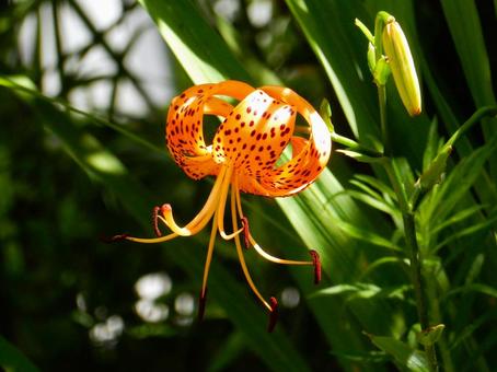 [Flower photo] Tiger lily, JPG