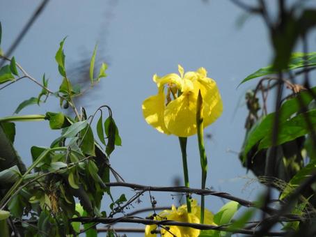 5月のお花 5月のお花の写真