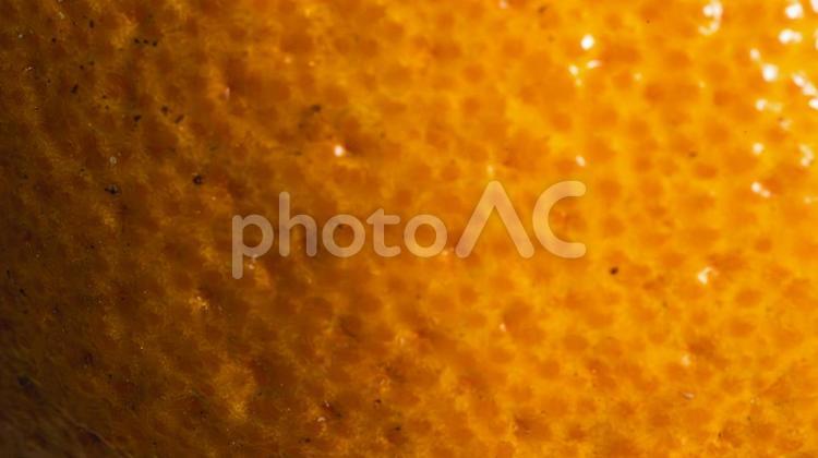 でこぽん　皮の表面　マクロ撮影 でこぽん,柑橘,果物の写真素材