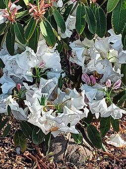 花43 花43の写真