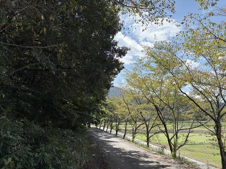 並木道と田園の景色 並木道,田園,自然の写真素材