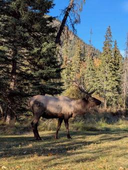 バンフ国立公園　野生のワピチ全身　カナダ 野生動物,カナダ,全身の写真素材