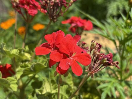 Photo, flower, august, summer, 