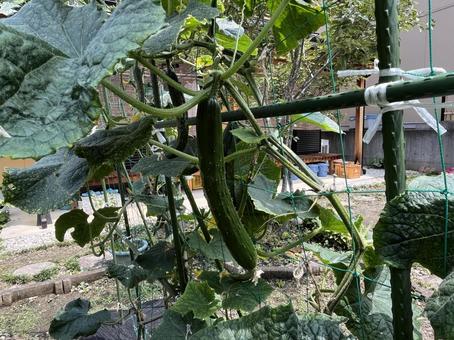 Cucumber, JPG