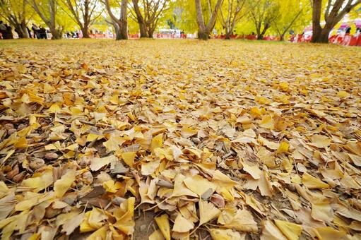 無数のイチョウの落ち葉とギンナン3 イチョウ,銀杏,ギンナンの写真素材