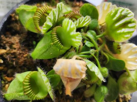 セファロタス セファロタス,食虫植物,オーストラリアの写真素材