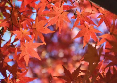 真っ赤な紅葉 真っ赤な紅葉の写真