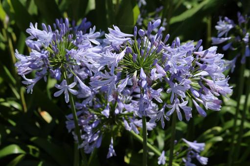 Agapanthus in the garden, JPG Agapanthus in the garden, JPG