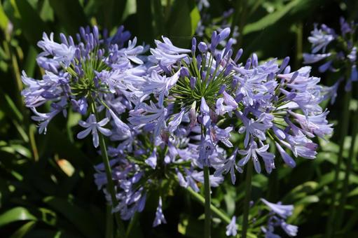 Agapanthus in the garden, agapanthus, kembang, cantik, JPG