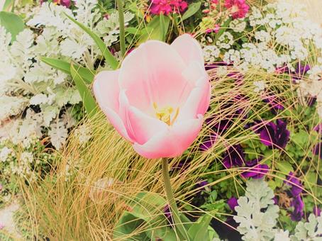 ピンクのチューリップの写真