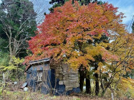 山小屋 廃墟,廃小屋,紅葉の写真素材