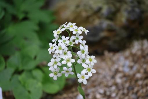 白いサキシフラガホスティーの花のアップ 白いサキシフラガホスティーの花のアップ 白い,サキシフラガホスティー,花の写真素材