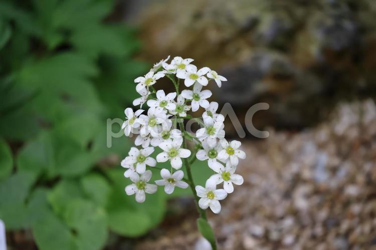 白いサキシフラガホスティーの花のアップ 白い,サキシフラガホスティー,花の写真素材