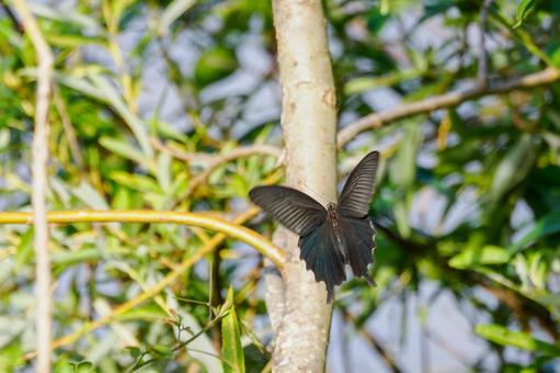 クロアゲハ⑷ 蝶,クロアゲハ,昆虫の写真素材